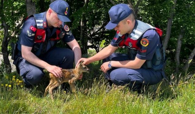 Kırklareli’nde yavru karaca koruma altına alındı