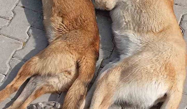 Kırşehir’de hayvan katliamı iddiası