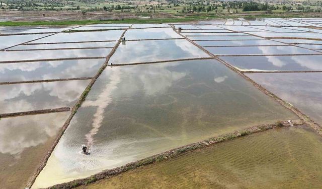 Kızılırmak Nehri’nin beslediği tarlalarda dron ile çeltik ekimi