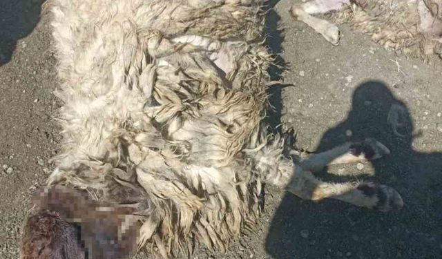 Kurtlar sabaha karşı girdiği ağılda 12 koyunu telef etti 20’sini yaraladı