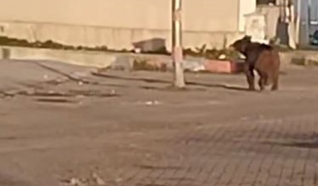 Mahalleye inen bozayı çöpte yiyecek aradı