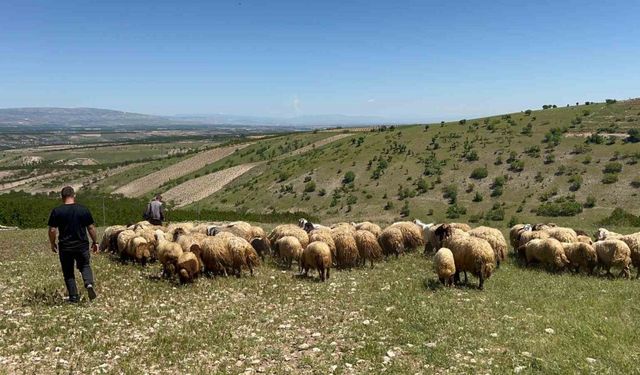Malatya’da yetiştiriciler yayla yoluna çıktı
