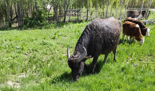 Malazgirt’ten kaçan manda Patnos’ta ortaya çıktı; 50 kilometre yürümüş, Murat Nehri’ni geçmiş