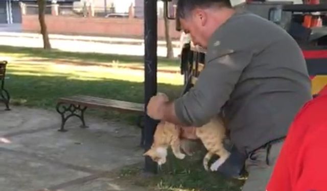 Manisa’da ağaçta mahsur kalan kedi kurtarıldı