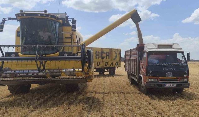 Mardin’de yılın ilk buğdayı tonu 17 bin liradan satıldı