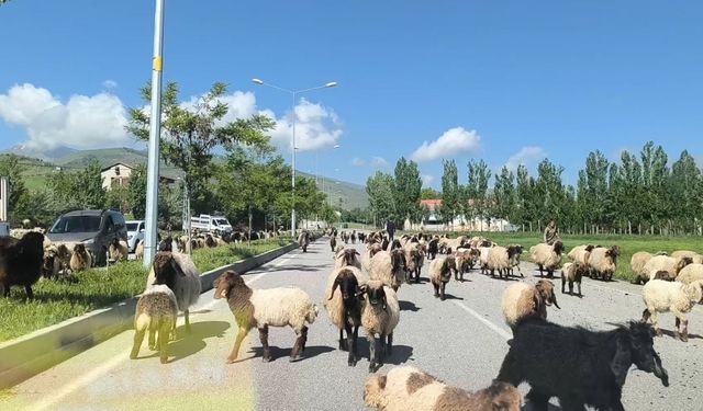 Muş’ta küçükbaş hayvan sürüleri trafiği tehlikeye düşürüyor
