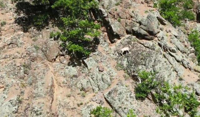 Nadir rastlanılan beyaz dağ keçisi kendisini Artvin’de gösterdi