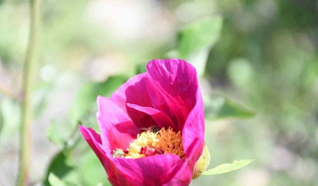 Ömrü 15 gün, koparmanın cezası 557 bin lira