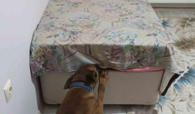 Önce kokladı, sonra patisiyle uyuşturucuyu işaret etti