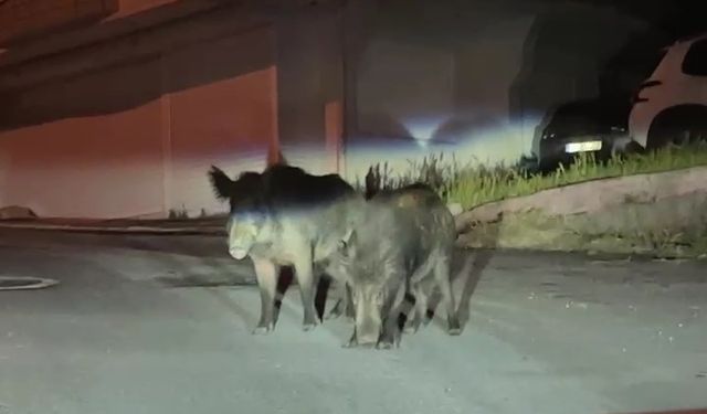 Ordu’da aç kalan yaban domuzları sokakları mesken tuttu