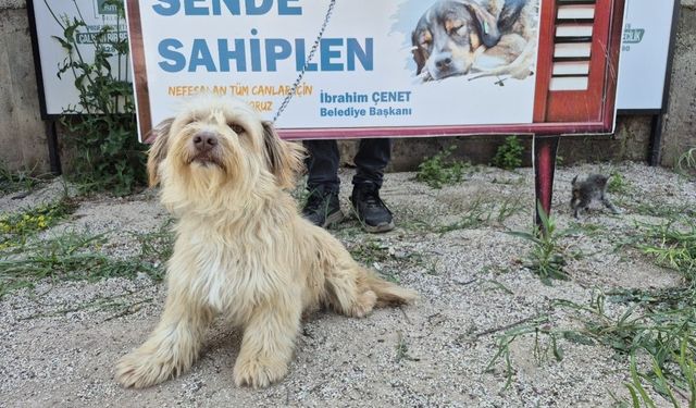 Osmaniye Belediyesi’nden ‘Yuva Arayan Can Dostlarımız Sizi Bekliyor’ kampanyası