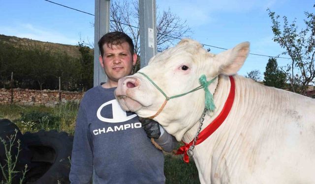 Pamuk kız, rekor kırmaya hazır: 1 tonluk dev düve alıcısını bekliyor