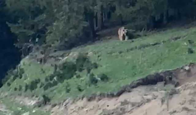 Rizeli muhtardan ayıya güzelleme: "Köyümüzün ayısı, anam, paşam. Gel buraya"