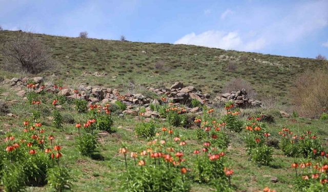 Sadece 20 gün açan ters laleyi koparmanın cezası araba parası