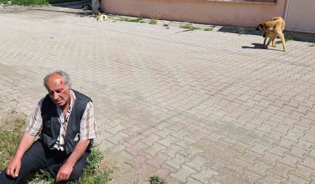 Salda’da köpeklerin saldırısına uğrayan yaşlı adam yaralandı