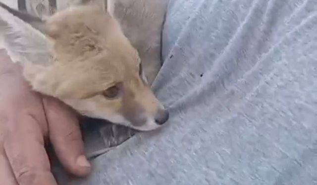 Siirt’te gördüğü tilkiyi bebek gibi sevdi