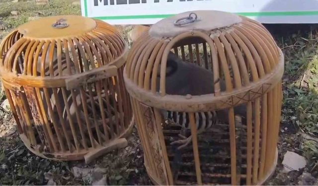 Siirt’te keklik avlayan kişiye 63 bin lira ceza kesildi