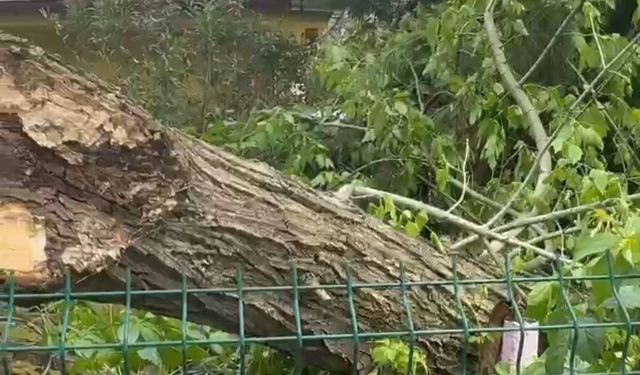 Siirt’te şiddetli rüzgar ağaçları devirdi