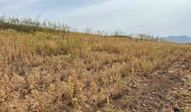 Siirt’te yılın ilk mercimek hasadı yapıldı