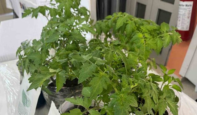 Sinop imam hatip öğrencilerinden tarıma yosunlu destek