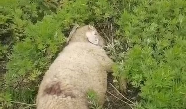 Sinop’ta başıboş köpekler 2 küçükbaş hayvanı telef etti