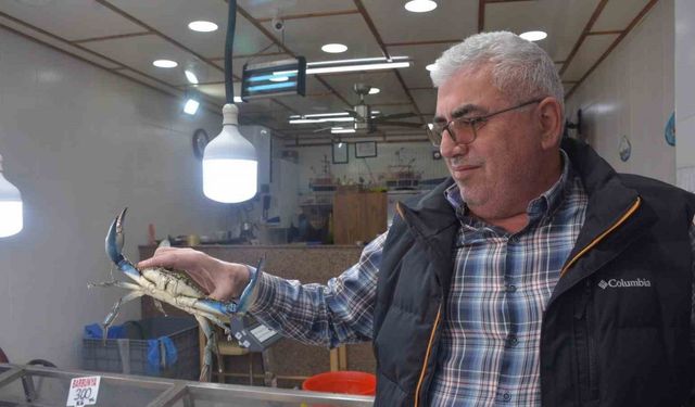 Sinop’ta dev mavi yengeç görenleri şaşırttı