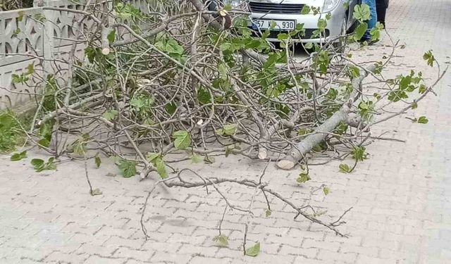 Sinop’ta incir ağacı otomobilin üstüne devrildi