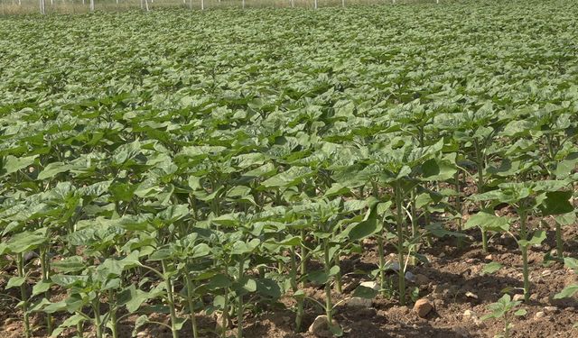 Son yağışlar çiftçinin umudu oldu: Trakya’da ayçiçeğin gelişimi hız kazandı
