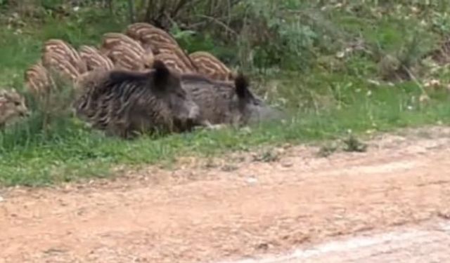 Su birikintisinde serinleyen domuz sürüsü kamerada