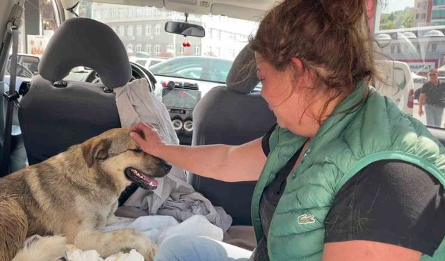 Tedavi için kliniğe getirdiği köpeği ölünce, yaralı sokak köpeğini gözyaşlarıyla sahiplendi