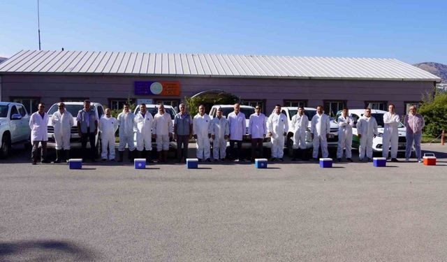 Tokat’ta 253 bin büyükbaş hayvan aşılandı