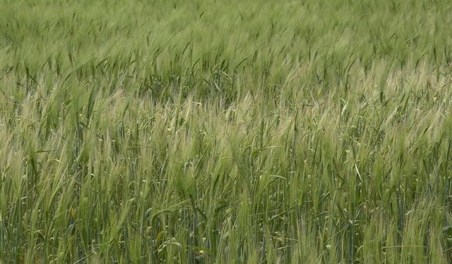 Trakyalı çiftçilerin umutlu bekleyişi