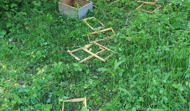 Türkeli’de ayılar kovanlara zarar verdi