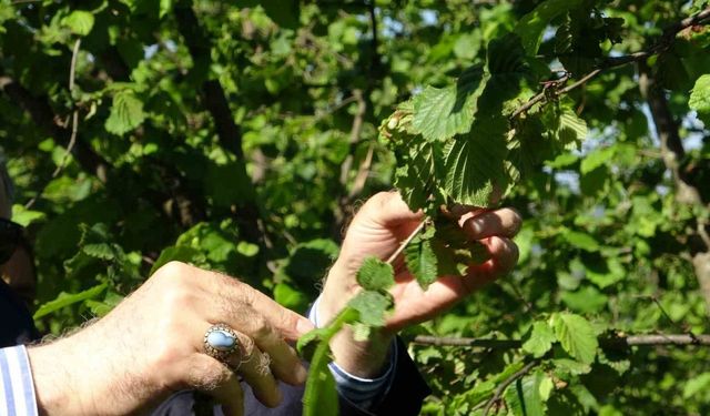 TZOB Genel Başkanı Bayraktar, Giresun’da zirai don incelemesinde bulundu
