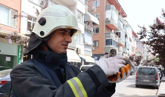 Yalova’da çatıdan düşen yavru martıyı itfaiye kurtardı