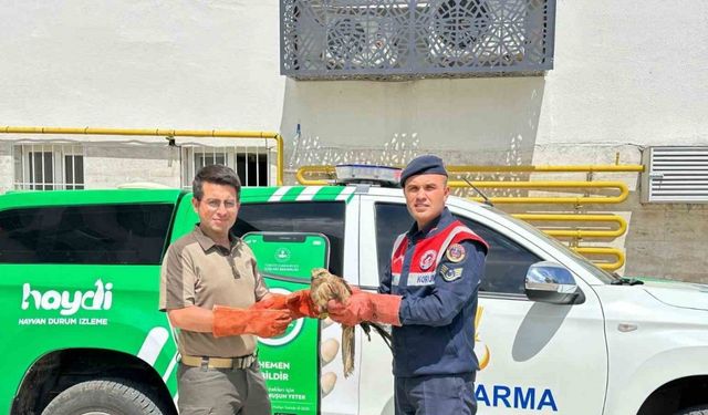 Yaralı halde bulunan Kızıl Şahin koruma altına alındı
