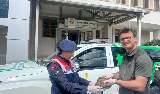 Yaralı tavşan jandarmanın şefkat eliyle doğaya döndü