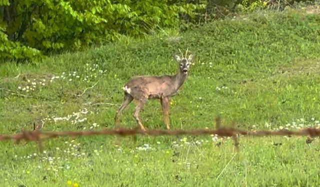 Yaylada otlayan karaca kamerada
