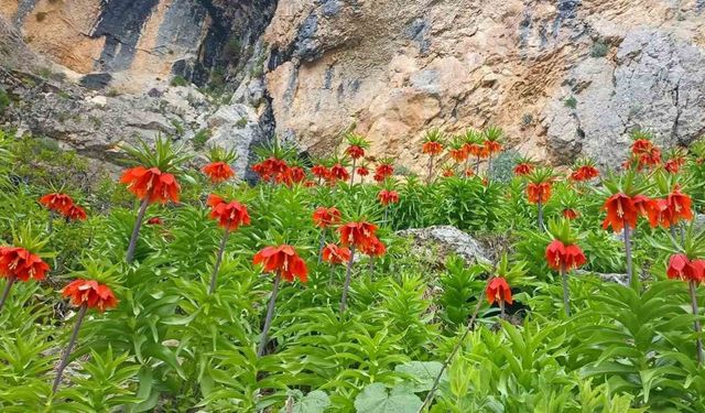 Yetkililer uyarıyor: Bu türe zarar vermenin cezası çok ağır