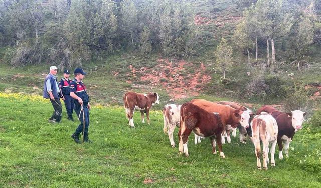 Yozgat’ta büyükbaş hayvanları kaybolan vatandaşın yardımına Jandarma koştu