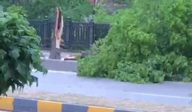 Zonguldak’ta şiddetli rüzgar ağaçları devirdi