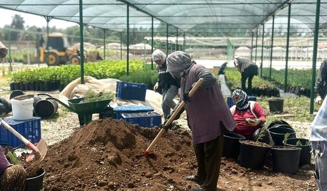 Tarsus'ta 'klonal okaliptus' fidanı üretimi