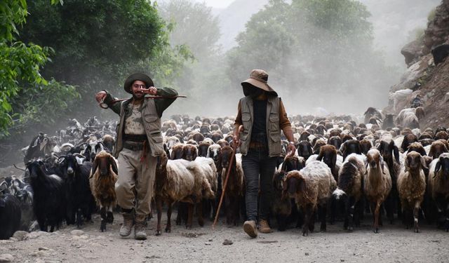 Göçerler, yaklaşık 300 bin küçükbaş hayvanı 4 ay yaylada besleyecek