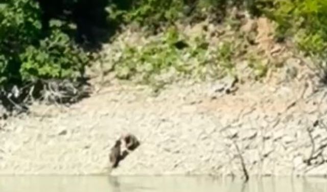 Artvin’de iki ayı önce serinledi, sonra nehir kıyısında kavga etti