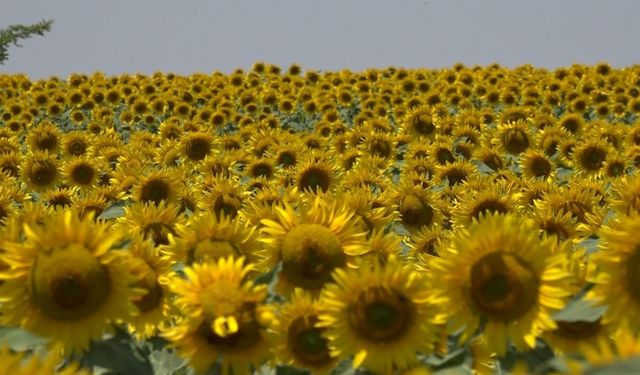 Ayçiçek üreticileri yağış bekliyor