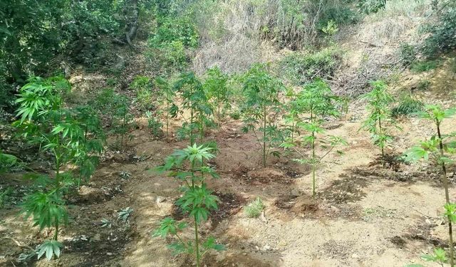 Bingöl’de 228 kök kenevir ele geçirildi