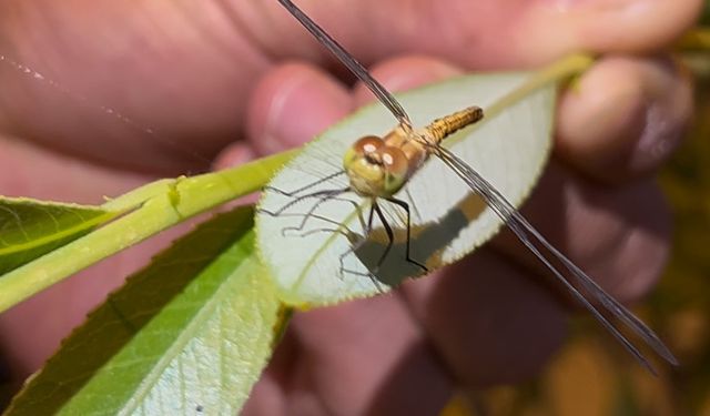Diyadin’de doğanın objektife yansıyan zarafeti