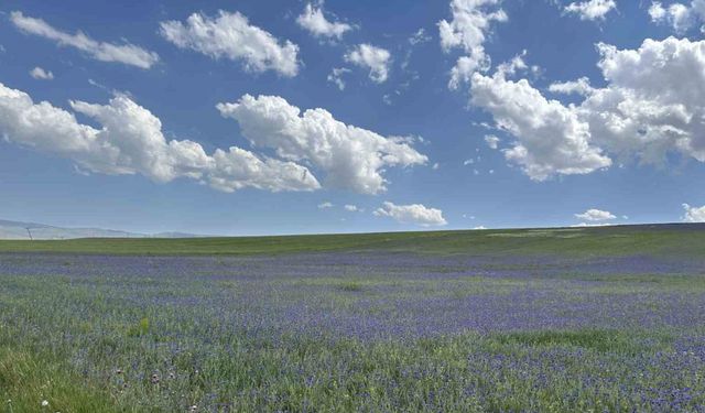 Diyadin’in zirveleri mor ve maviye büründü