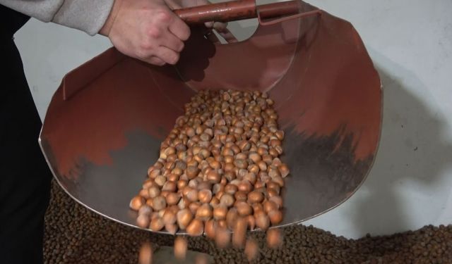 Fındıkta stoklar eriyor, yeni sezonun yolu açılıyor