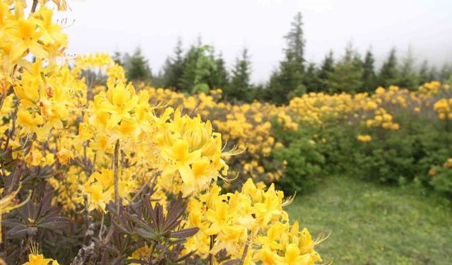 Giresun yaylaları orman gülleriyle renklendi